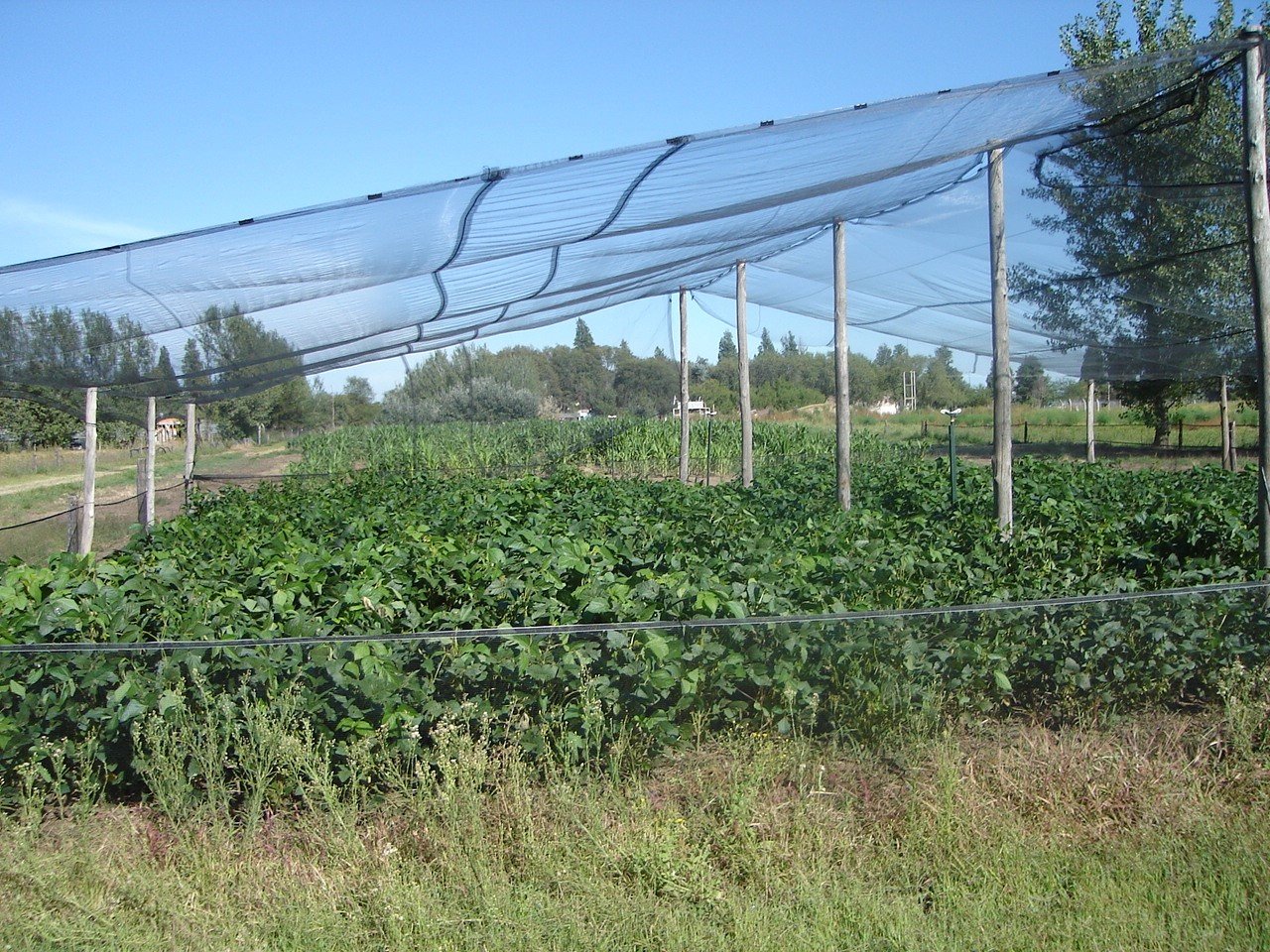 Año 2010. Conducción material genético avanzado bajo protección antigranizo y anti liebres. Campo Experimental del Depto. Ciencias Agropecuarias. FICA-UNSL.