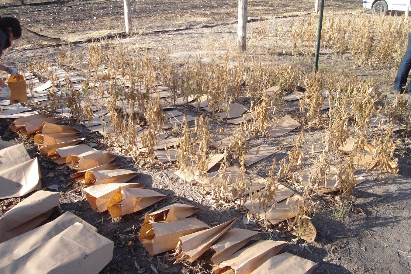 Año 2011. Cosecha de líneas avanzadas para realizar análisis de marcadores moleculares. Campo Experimental del Depto. de Ciencias Agropecuarias. FICA-UNSL.