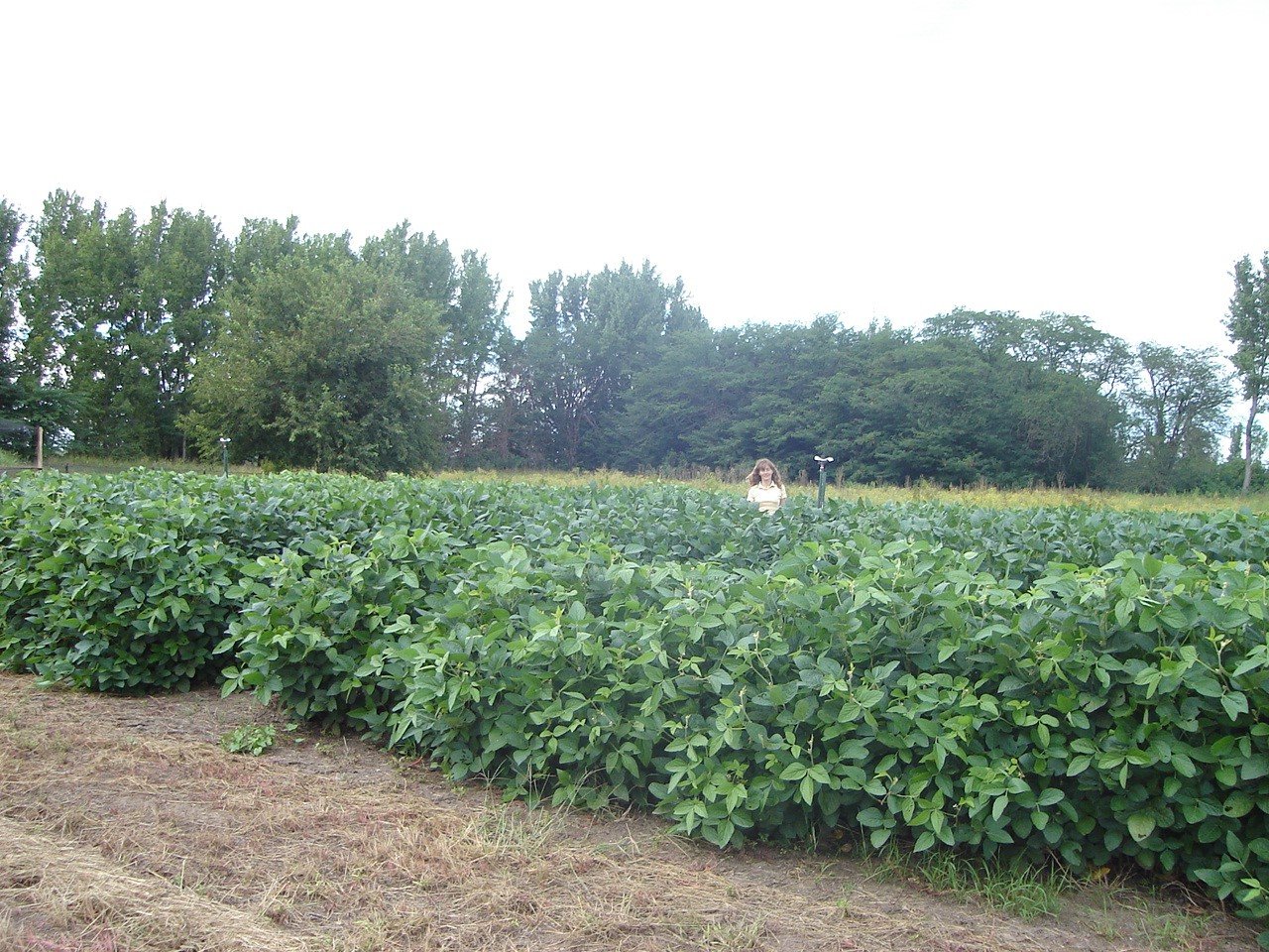 Años 2014-2016. Multiplicación de líneas avanzadas seleccionadas por marcadores moleculares. Campo Experimental Depto. Ciencias Agropecuarias. FICA-UNSL.