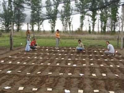 Año 2008. Siembra de poblaciones de soja derivadas de los cruzamientos genéticos. Campo Experimental del  Depto. Ciencias Agropecuarias. FICA-UNSL.