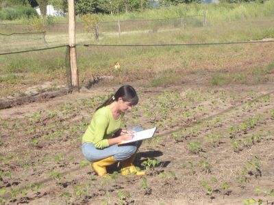 Año 2008. Evaluación del material genético segregante. Campo Experimental del  Depto. Ciencias Agropecuarias. FICA-UNSL.