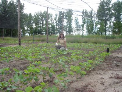 Año 2009. Conducción del material genético segregante. Campo Experimental  del Depto. Ciencias Agropecuarias. FICA-UNSL.