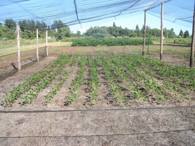 Año 2010. Conducción material genético avanzado bajo protección antigranizo y anti liebres. Campo Experimental  del Depto. Ciencias Agropecuarias. FICA-UNSL.