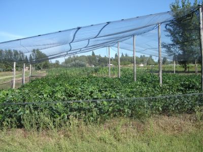 Año 2010. Conducción material genético avanzado bajo protección antigranizo y anti liebres. Campo Experimental del  Depto. Ciencias Agropecuarias. FICA-UNSL.