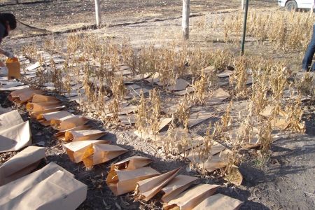 Año 2011. Cosecha  de líneas avanzadas para realizar análisis de marcadores moleculares. Campo Experimental del Depto. de Ciencias Agropecuarias. FICA-UNSL.