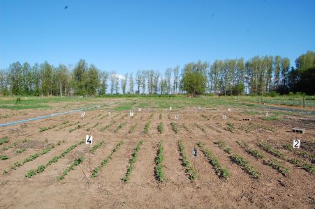 Año 2012. Material genético seleccionado por marcadores moleculares. Campo Experimental del Depto. Ciencias Agropecuarias. FICA-UNSL.