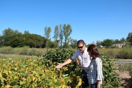 Año 2013. Evaluación de líneas avanzadas seleccionadas por marcadores moleculares. Campo Experimental del Depto. Ciencias Agropecuarias. FICA-UNSL.