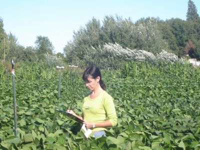 13-Años 2014-2016. Multiplicación de líneas avanzadas seleccionadas por marcadores moleculares. Campo Experimental del Depto. Ciencias Agropecuarias. FICA-UNSL.