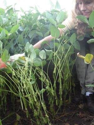 Años 2014-2016. Multiplicación de líneas avanzadas seleccionadas por marcadores moleculares. Campo Experimental Depto. Ciencias Agropecuarias. FICA-UNSL.