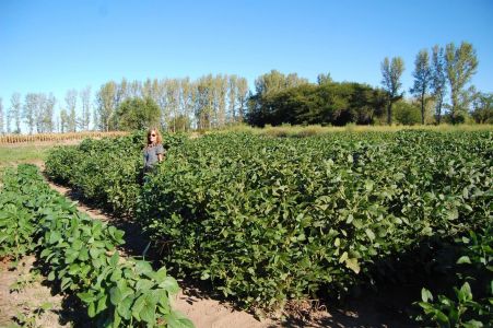 Años 2014-2016. Multiplicación de líneas avanzadas seleccionadas por marcadores moleculares. Campo Experimental Depto. Ciencias Agropecuarias. FICA-UNSL.