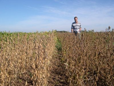 Años 2018, 2019 y 2020. Multiplicación del material genético candidato para inscripción como nueva variedad. Campo experimental de la EEA INTA Marcos Juárez.