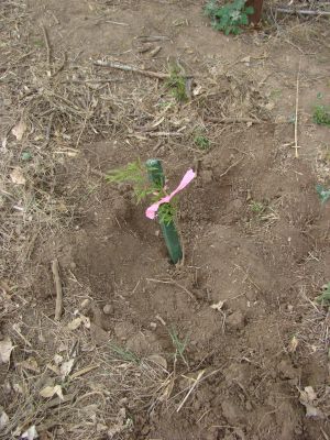 Mas Arboles, Mas Vida (06)