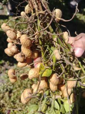 Práctica De Cereales Y Oleaginosas (6)