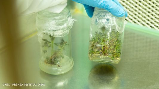 Lab-genética-y-la-biotecnología-14