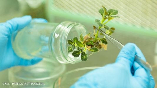 Lab-genética-y-la-biotecnología-16