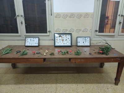 Taller El árbol, Como Fuente De Vida (3)