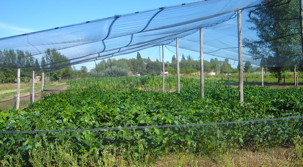 Variedad INTA-FICA 5C k/lx. Campo experimental Depto. Ciencias Agropecuarias, FICA-UNSL.